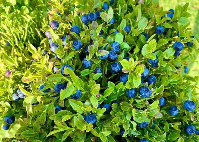 Visoravan 1200 * Kupres